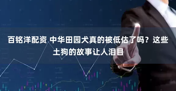 百铭洋配资 中华田园犬真的被低估了吗？这些土狗的故事让人泪目